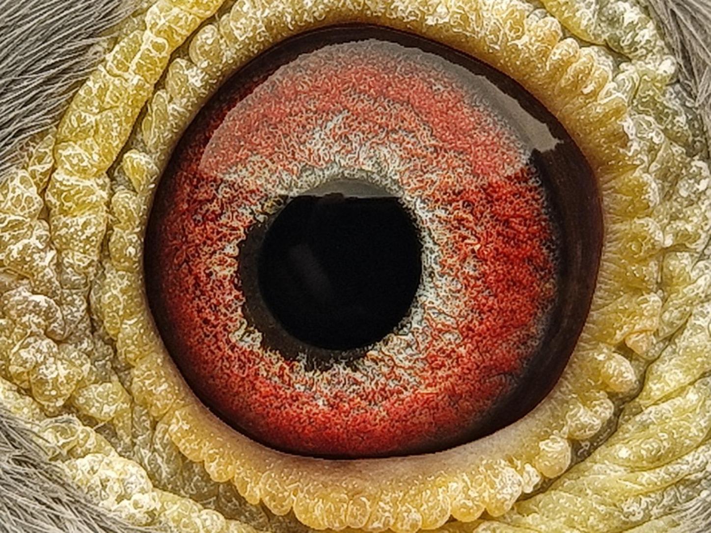 Pigeon eye